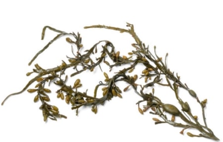 Rockweed 