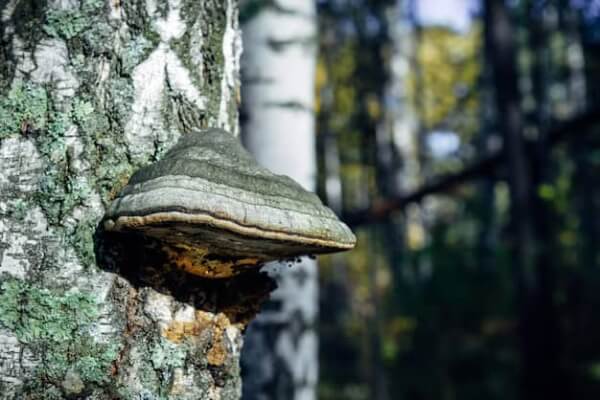 Gljiva Chaga